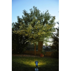 Світильник вуличний Norlys 372B COMO Світильник вуличний Norlys 372B COMO